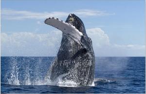 Humpback Whales in the Monterey Bay